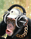 RNT's Avatar