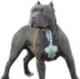 Anubis's Avatar