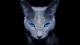 Wolf_Machine's Avatar
